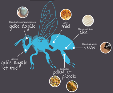 Les miels et produits de la ruche