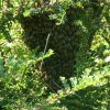 Les abeilles forment un grappe