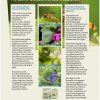 Panneau 10 - D'autres insectes pollinisateurs