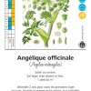 Angélique officinale