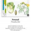 Fenouil