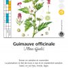 Guillemauve officinale