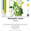 Moutarde jaune